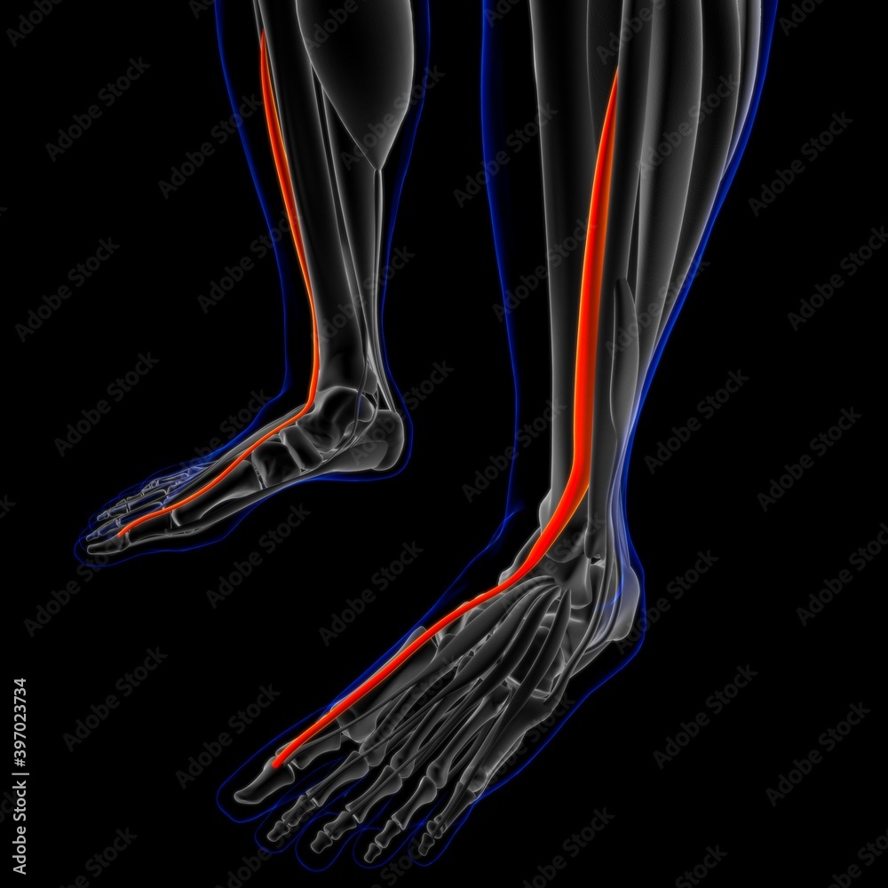 Extensor Hallucis Longus Muscle Anatomy For Medical Concept 3D Illustration