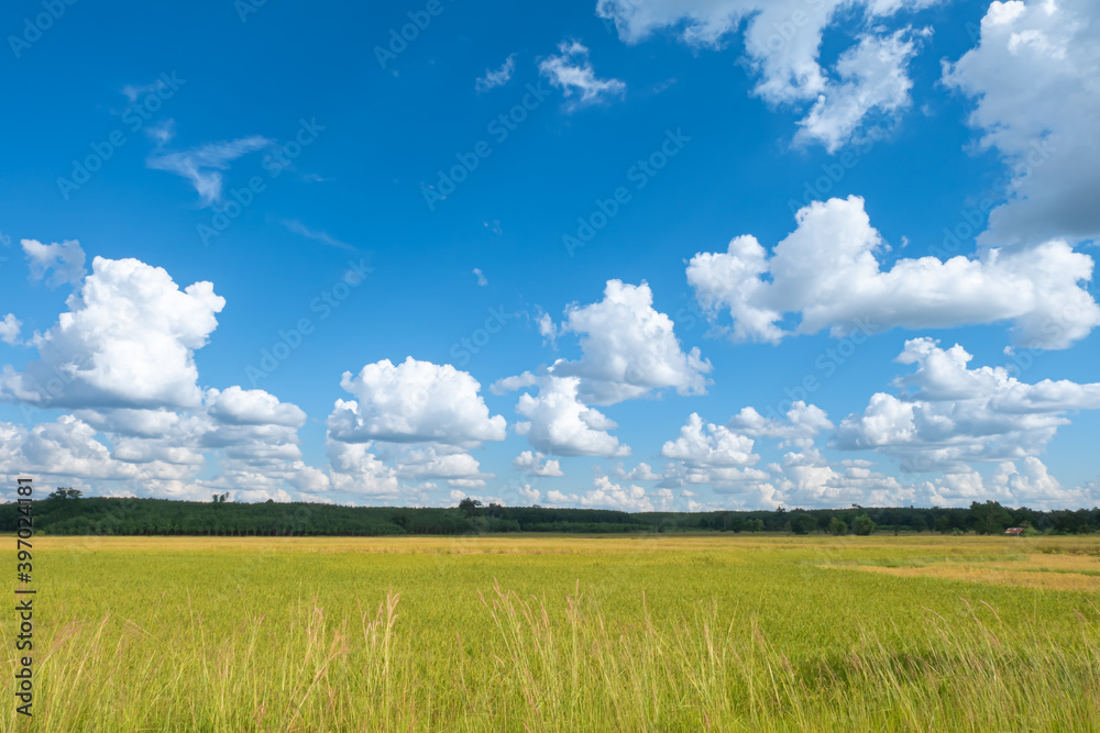 Cumulus clouds against clear blue sky over green yellow paddy field on sunny day background. Cumulus clouds against clear blue sky over green yellow paddy field on sunny day background.