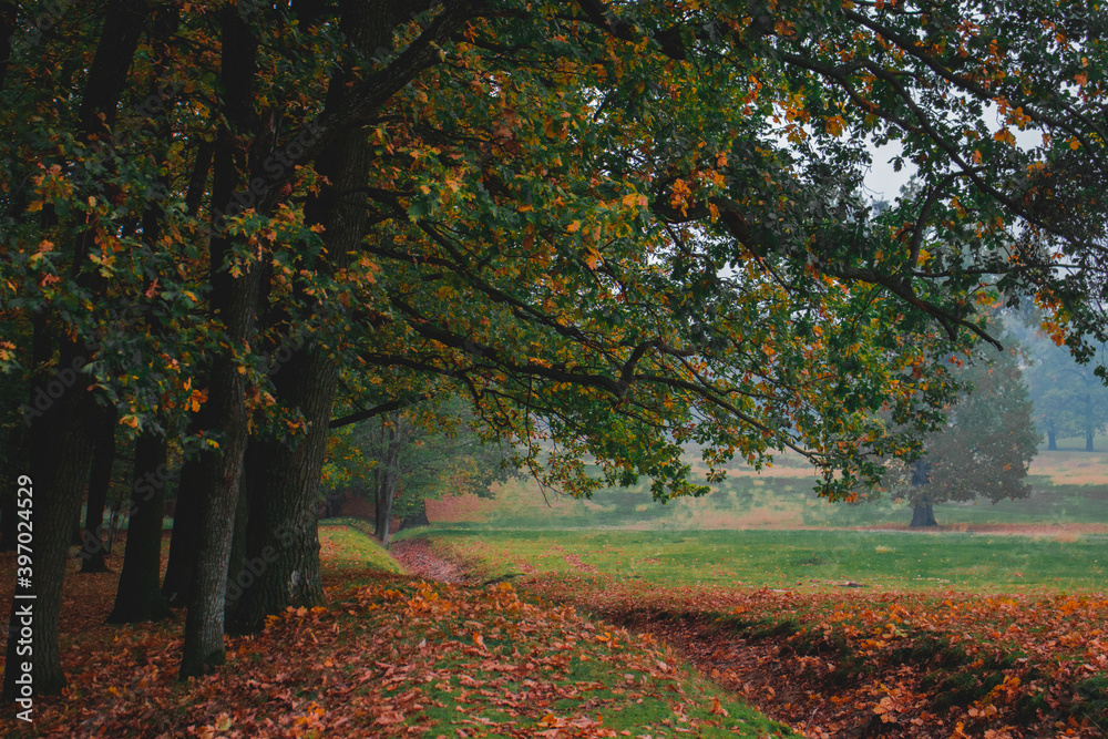 Fototapeta premium Oak forest, colorful nature autumn