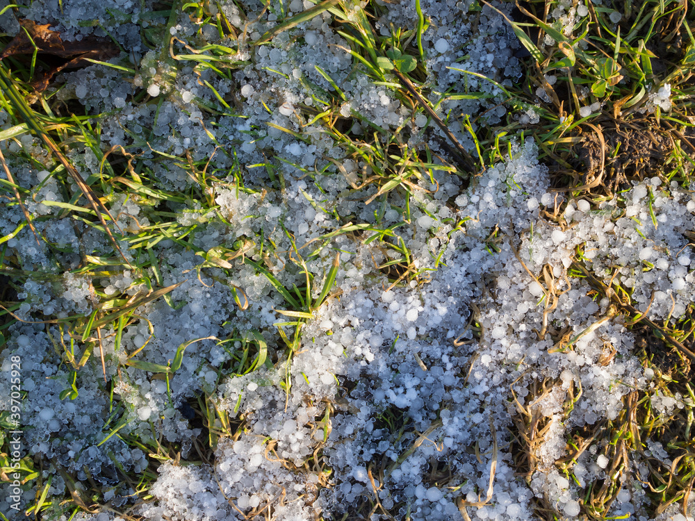 Fototapeta premium grass and snow