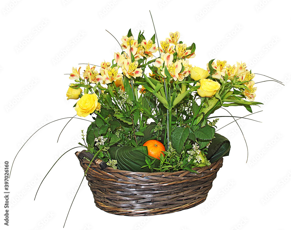 The arrangement with yellow orchids, in a wooden basket, isolated on a white background
