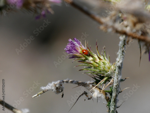 coccinelle sur bougeon photo