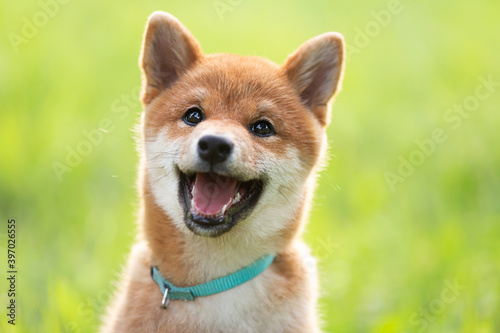 Fotomural Crazy beautiful red shiba inu puppy sitting in the green grass in summer at sunset