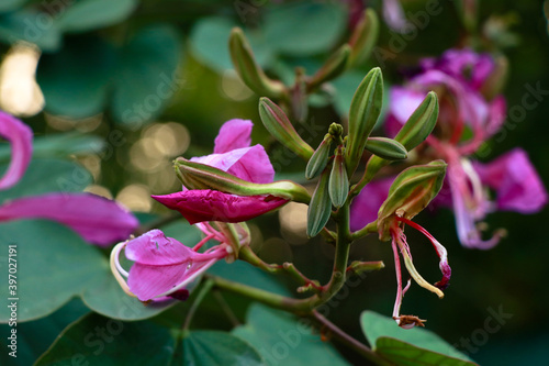 Pink color Bauhinia acuminate or orchid tree flower photo