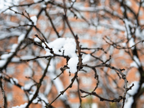 bare tree twigs covered by the first snow and blurred orange high-rise apartment house on background on cold autumn day (focus on the snowdrift on foreground)