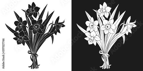 Bouquet of daffodils, ribbon, black and white silhouette. Hand drawn sketch of blossoming narcissus flowers. Vector for spring holidays design, greeting card on Womens day, Valentine, Easter.
