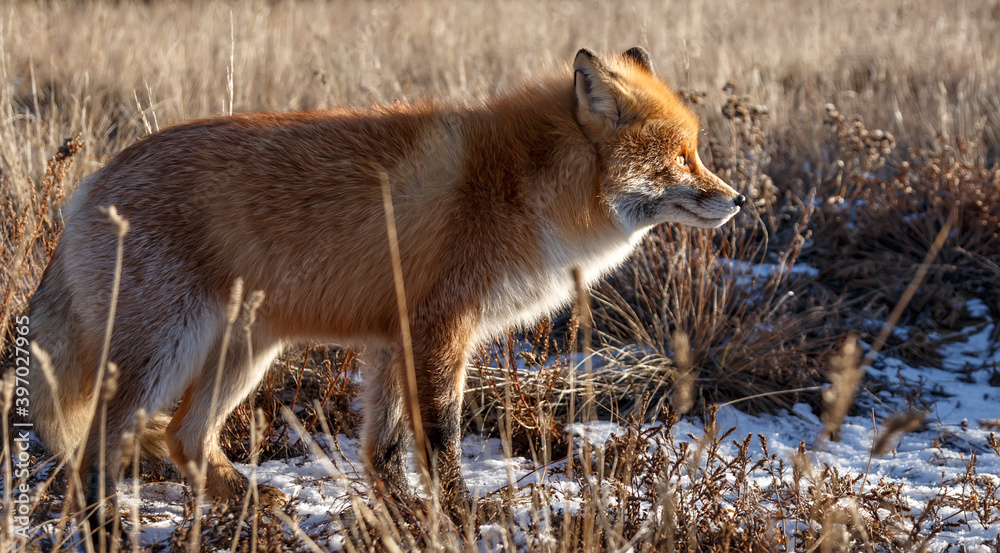 Fototapeta premium Red Siberian fox looking away in field grass on a sunny winter day