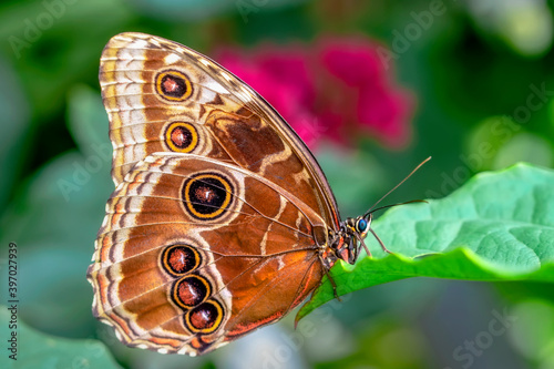 Macro shots, Beautiful nature scene. Closeup beautiful butterfly sitting on the flower in a summer garden.