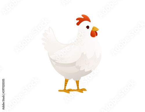 Cute white chiken farm agriculture hen rooster cartoon animal design flat vector illustration