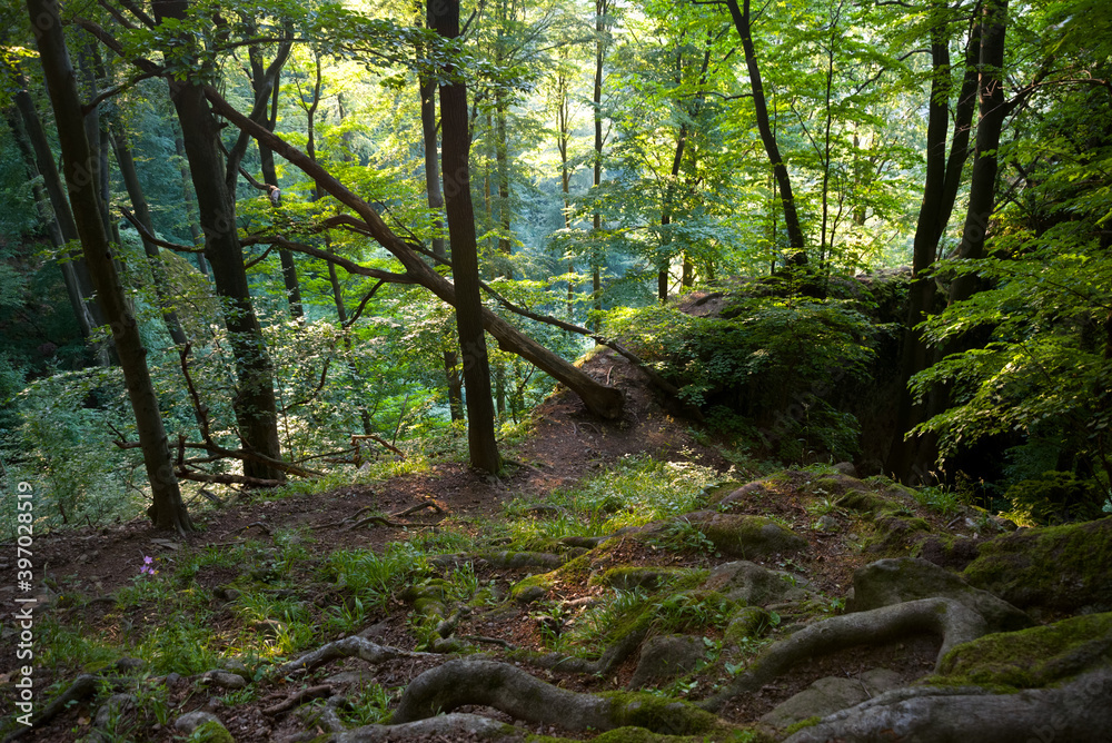Naklejka premium Deep forest, tree roots and fallen tree