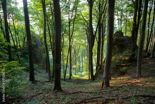 Forest on the rocks of Dobog  k    Hungary