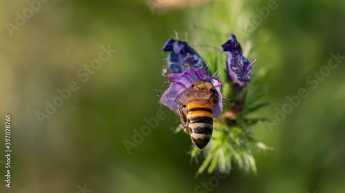 фотографія bee taking pollen inside a purple flower