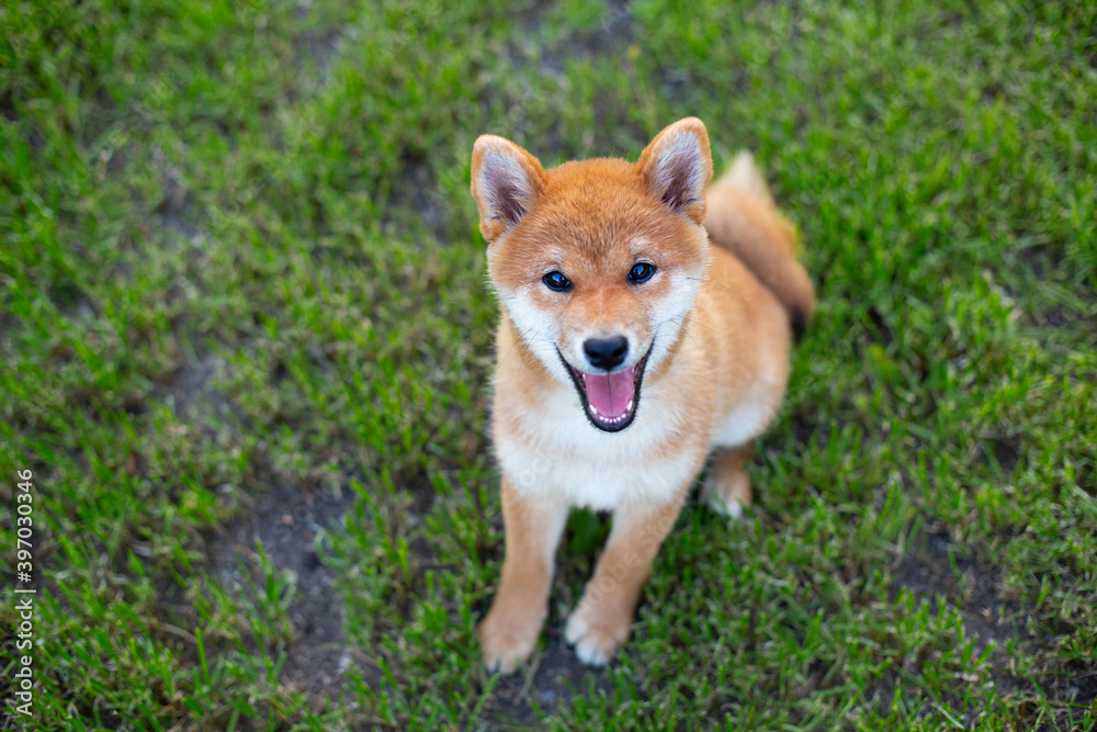 Crazy beautiful red shiba inu puppy sitting in the green grass in summer at sunset. Cute japanese red dog