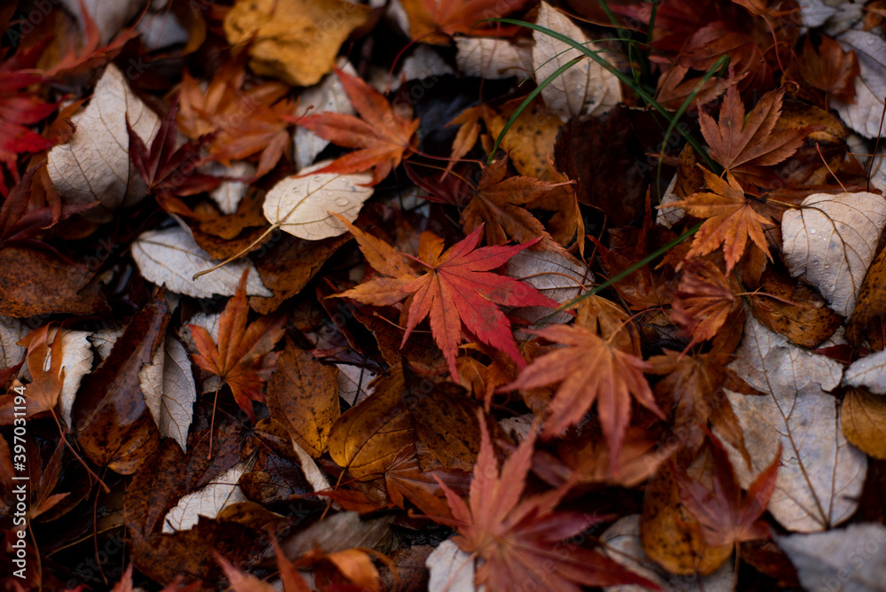 Obraz premium autumn leaves