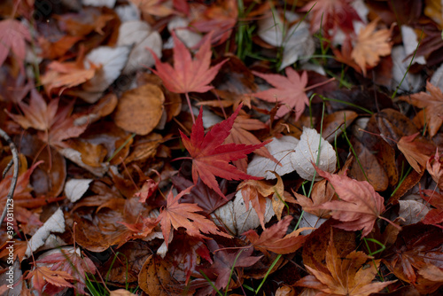 autmn leaves