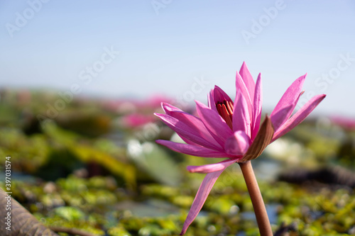 Beautiful of pink lotus or pink Water Lilies at lake of Nong Han, Kumphawapi, Udon Thani, Thailand.