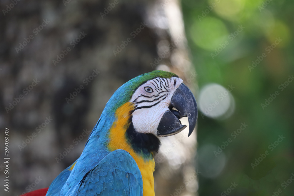 Close up haed the Blue and yellow macaw parrot bird in garden at thailand.