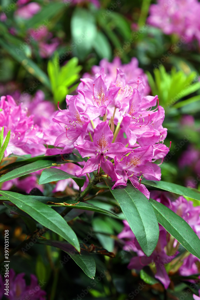 Close up of pink Rhododendron flowers, Derbyshire England
Close up of pink Rhododendron flowers, Derbyshire England
