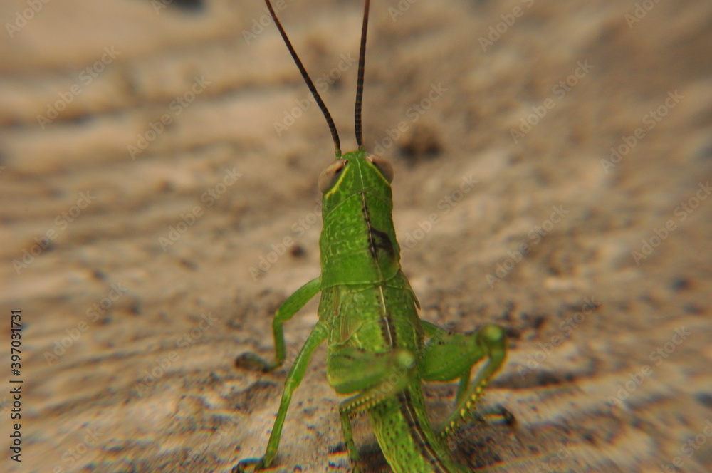 grasshopper on a leaf