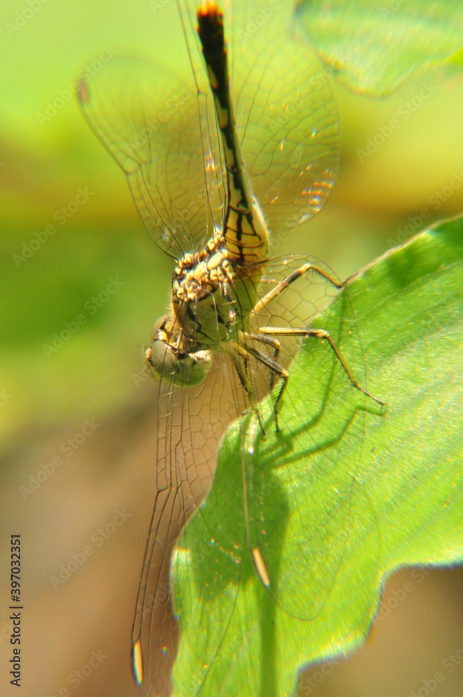 dragonfly on a tree dragonfly on a tree
