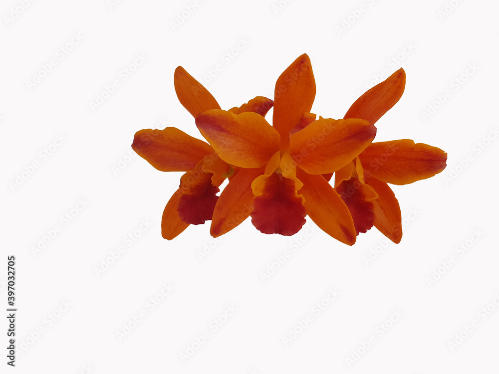 Orange orchid flower On white background Orange orchid flower On white background
