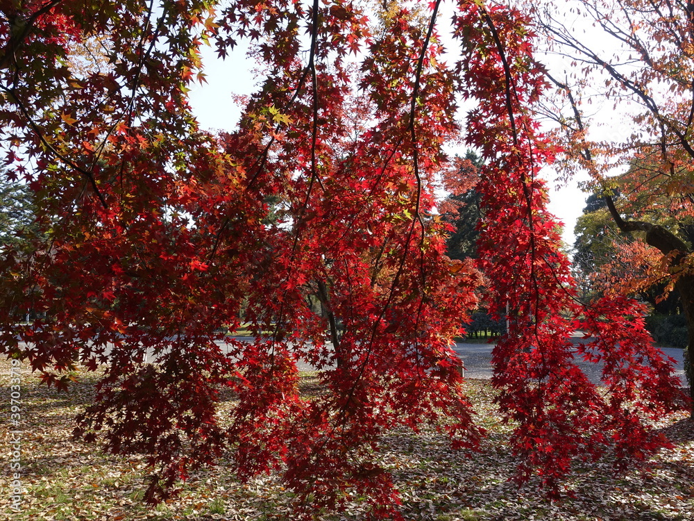 Leaning branches of Japanese maple with red leaves Leaning branches of Japanese maple with red leaves