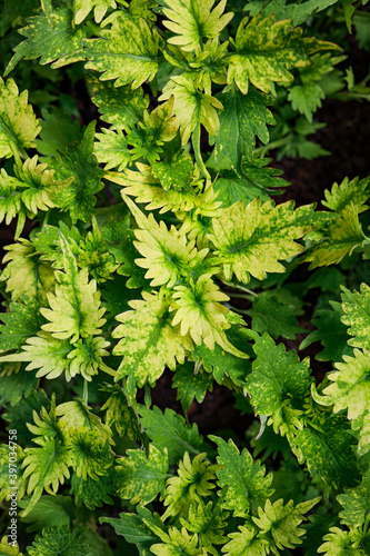 green leaves background