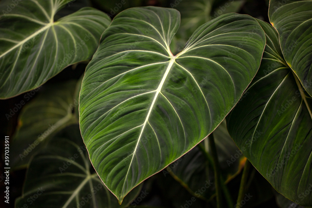 View of tropical philodendron melanochrysum plant View of tropical philodendron melanochrysum plant