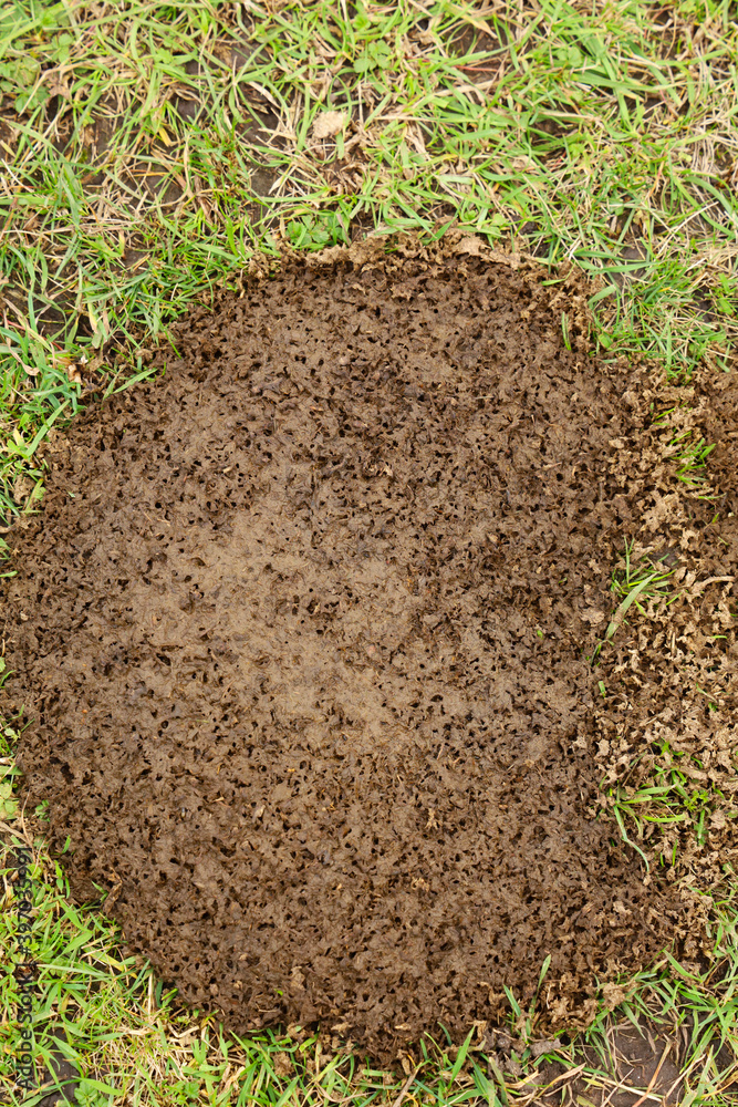 cow dung on a meadow