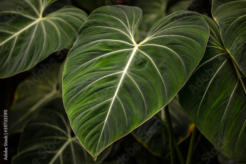 View of tropical philodendron melanochrysum plant