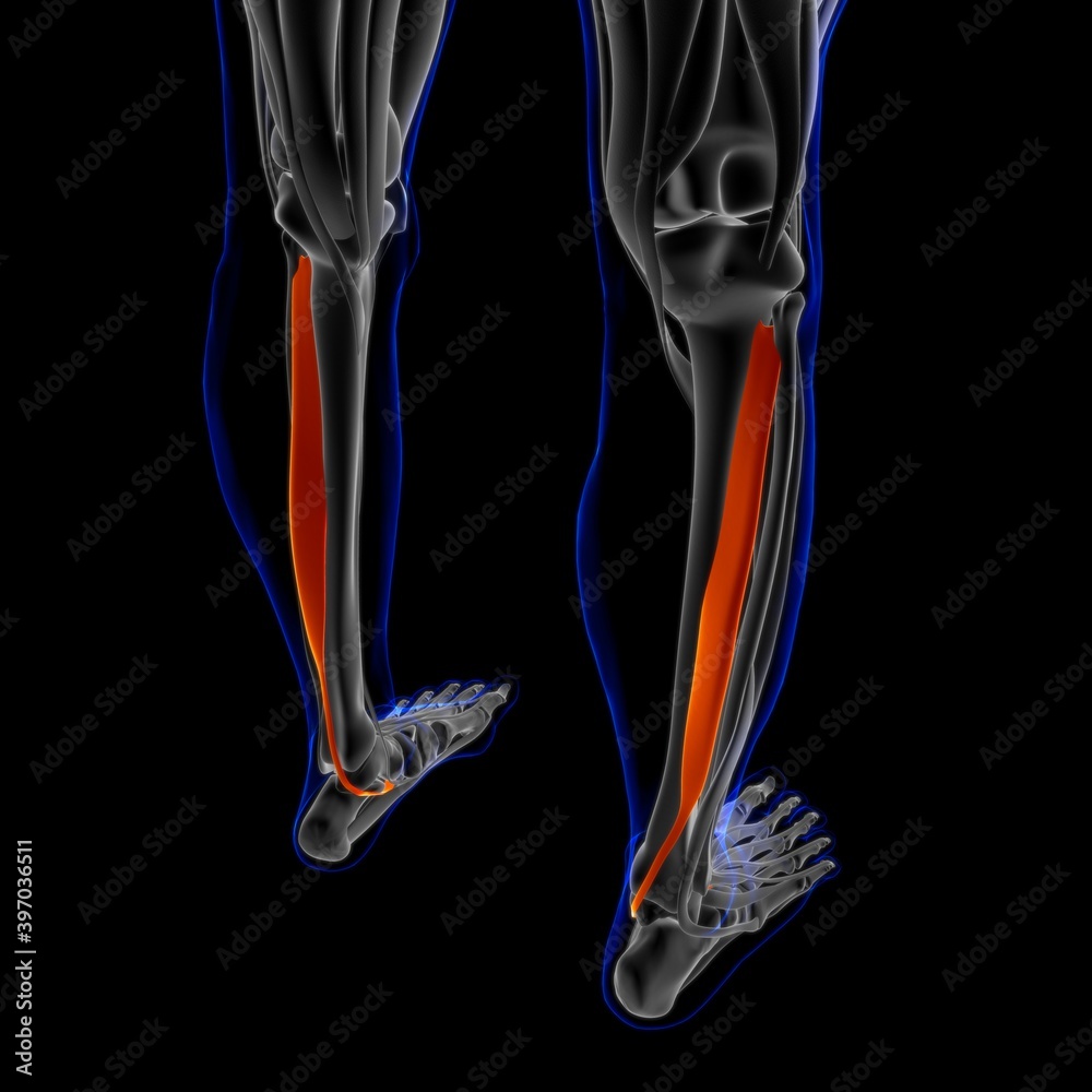 Tibialis Posterior Muscle Anatomy For Medical Concept 3D Illustration Tibialis Posterior Muscle Anatomy For Medical Concept 3D Illustration