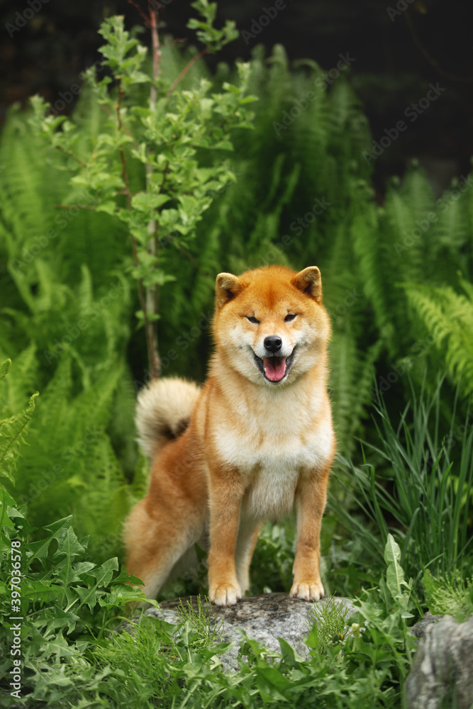 Golden inu outlet