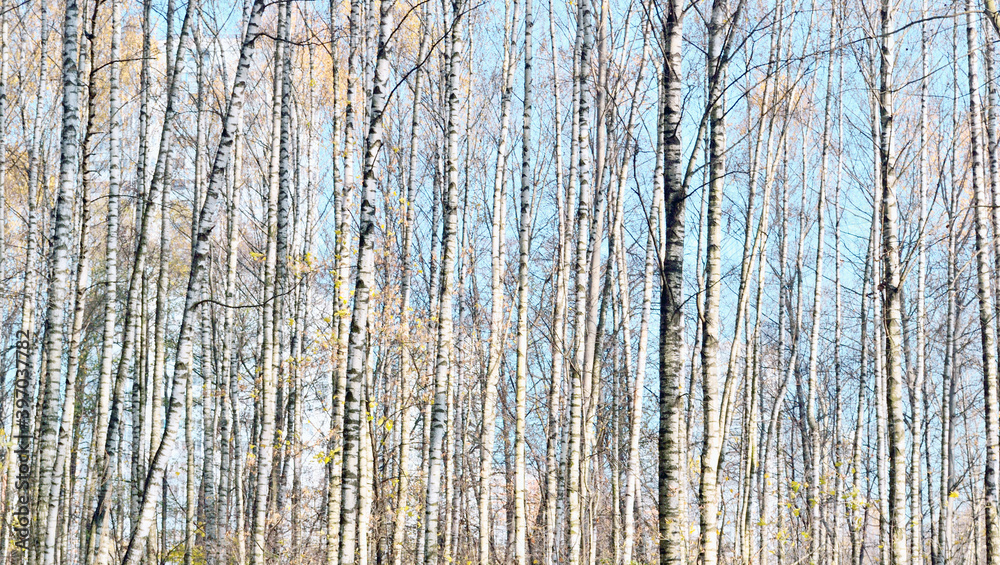 Autumn landscape with birches, background