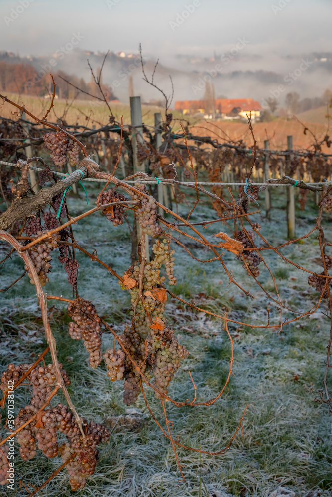 Naklejka premium iced grapes for ice wine in vineyard in southern styria, an old wine growing country in austria