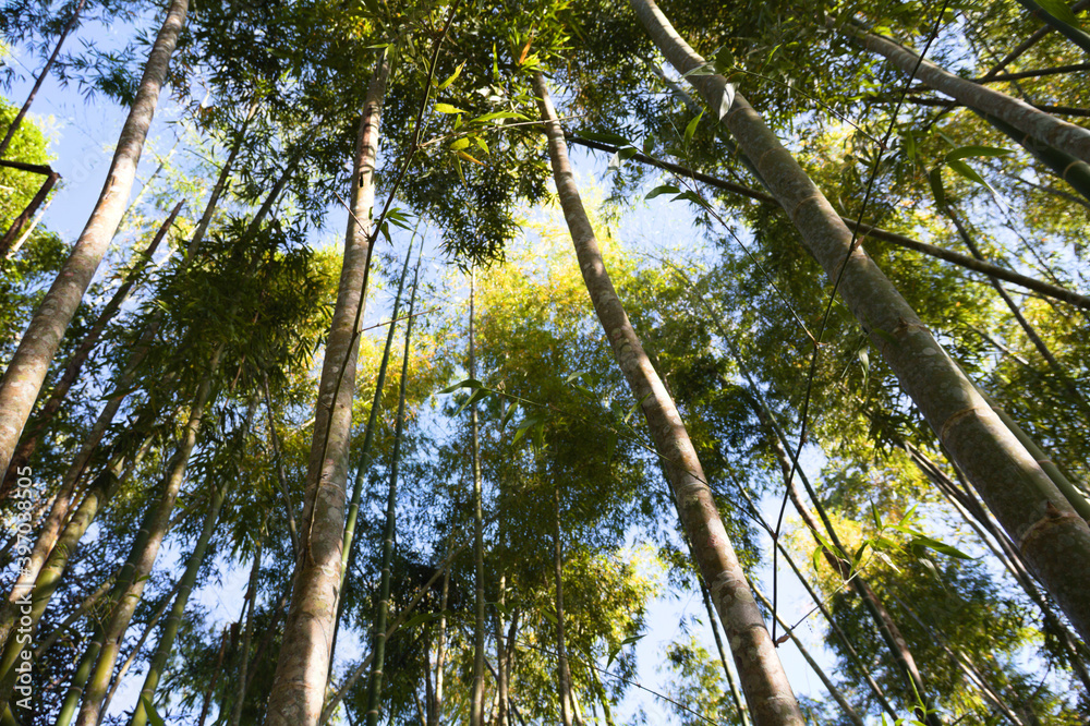 Fototapeta premium green area with trees and sun on a beautiful day