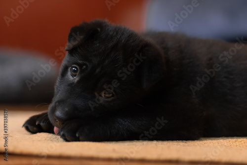 cachorro negro tumbado en el suelo con la lengua fuera