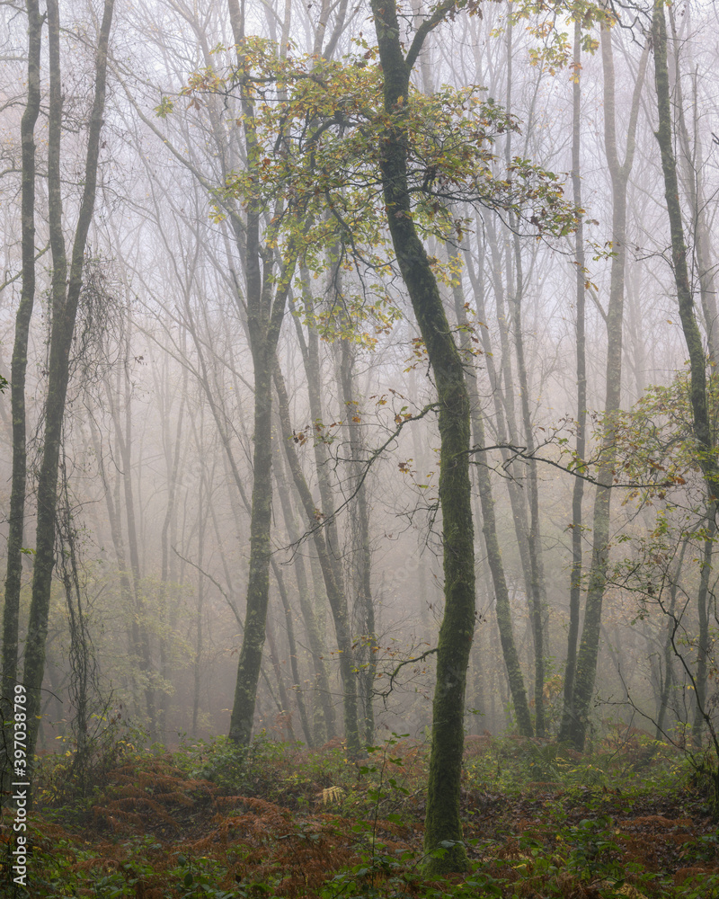 Moody atmosphere in a forest of tall and thin oaks