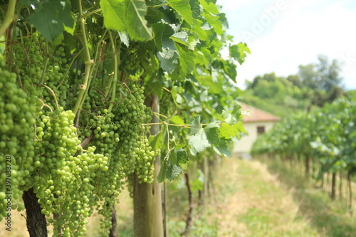 vineyards in the Vale dos Vinhedos photo