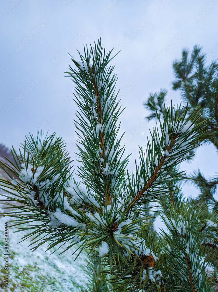 pine tree branch with snow pine tree branch with snow