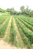 vineyards in the Vale dos Vinhedos
