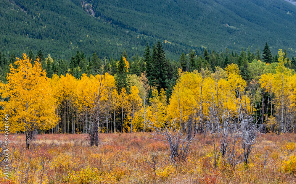 Fall colours along the roadside. Bow Valley Wilderness Area, Alberta, Canada Fall colours along the roadside. Bow Valley Wilderness Area, Alberta, Canada