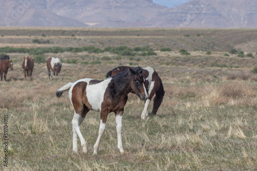 Wild horse Foal in Spring in the Utah Desert © natureguy