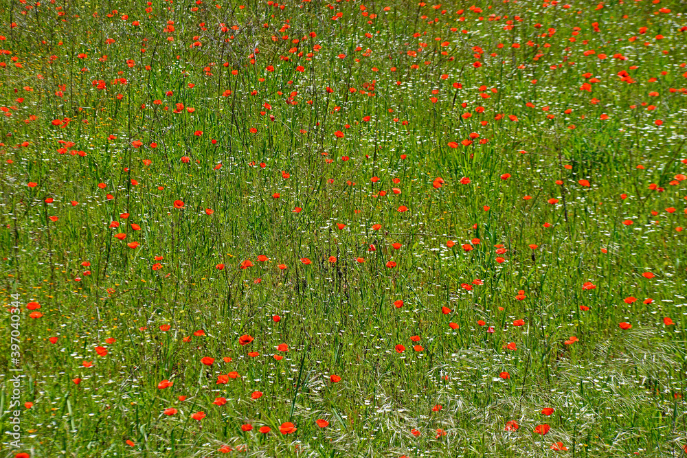 A large display of Papaver rhoeas, Field Poppies growing wild in the Cyprus countryside