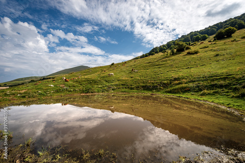 Fototapeta Naklejka Na Ścianę i Meble -  Herd of cows on green pastures in mountain and a small lake with reflections, Monte Baldo, San Zeno di Montagna, Verona, Veneto, Italy, Southern Europe.