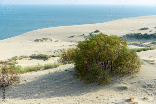 Fototapeta Naklejka Na Ścianę i Meble -  Sand dune with vegetation, sea in the distance.