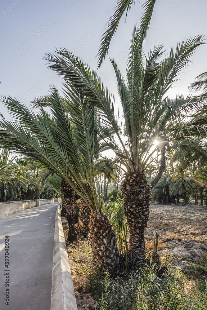 Spain city of Elche (Elx) is famous for the palm tree forests. Palmeral of Elche (or Palm Grove of Elche, about 70,000 palms) - the most southern palm grove in Europe. Elche, Spain. Spain city of Elche (Elx) is famous for the palm tree forests. Palmeral of Elche (or Palm Grove of Elche, about 70,000 palms) - the most southern palm grove in Europe. Elche, Spain.