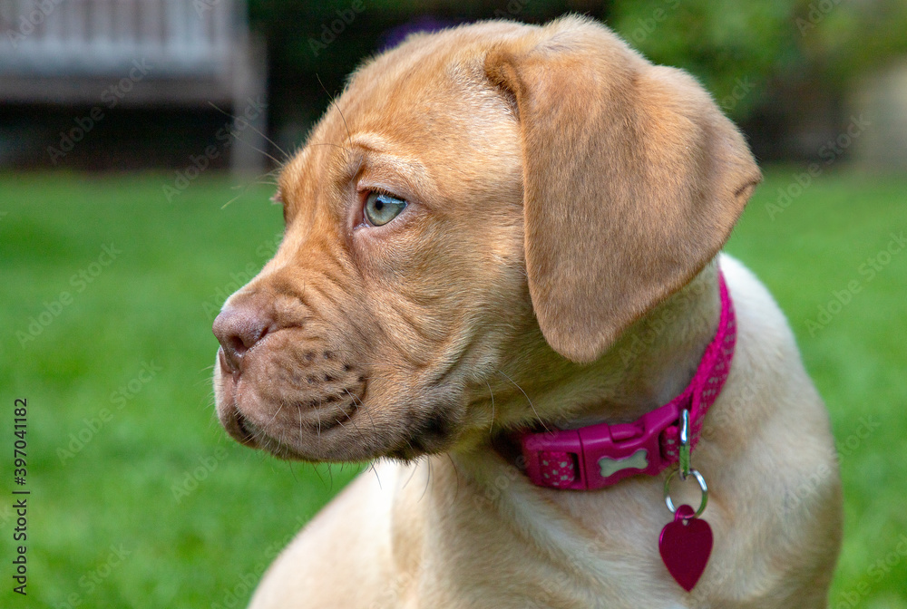 Mabel, an 8 week old Dogue de Bordeaux (French Mastiff) bitch, with the less common fawn isabella colouring, runs around investigating her new garden. Mabel, an 8 week old Dogue de Bordeaux (French Mastiff) bitch, with the less common fawn isabella colouring, runs around investigating her new garden.