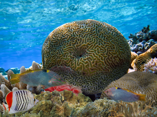 Photo of a coral colony  Red Sea  Egypt