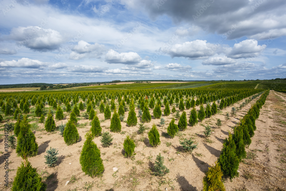 plantation of young conifers in greenhouse with a lot of plants plantation of young conifers in greenhouse with a lot of plants