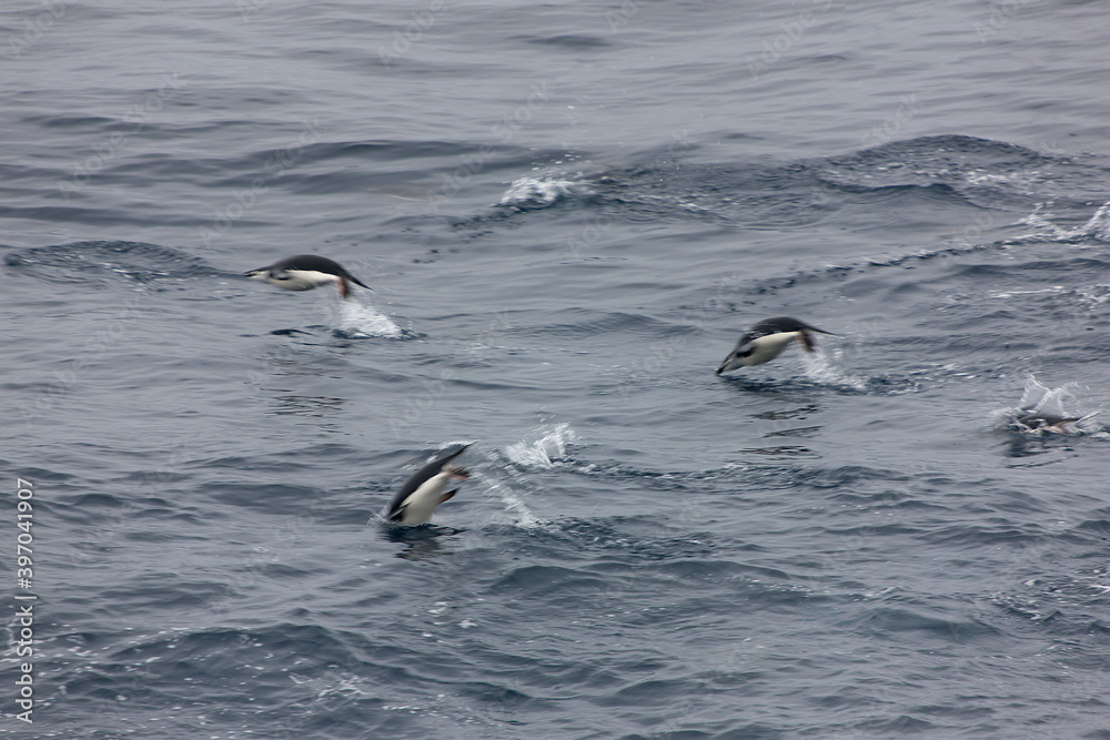 Naklejka premium South Orkney chinstrap penguins in water on a cloudy winter day